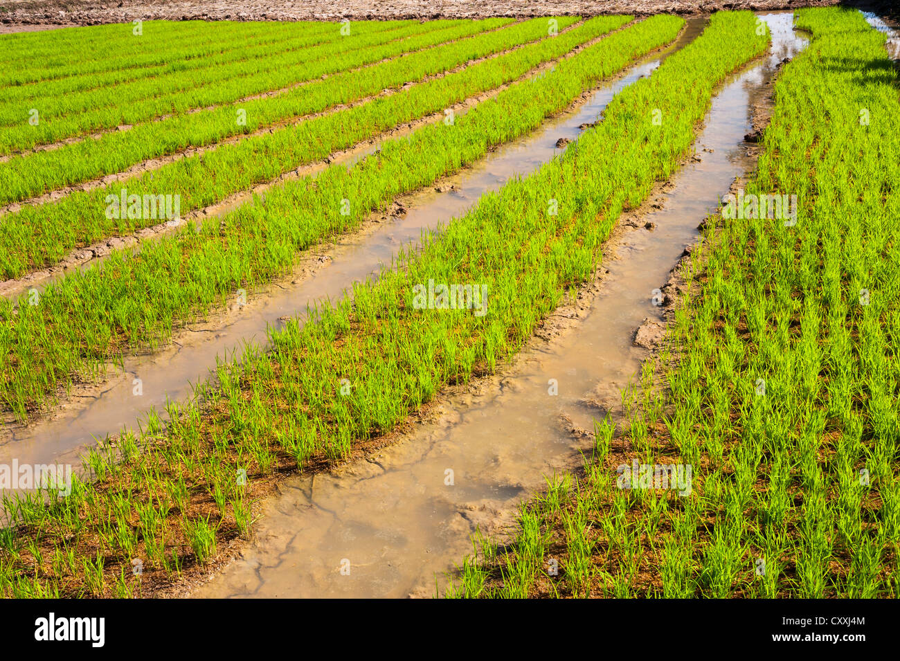 Reispflanzen im Wasser, Reis, Landwirtschaft, Reis Paddy, Nord-Thailand, Thailand, Asien Stockfoto