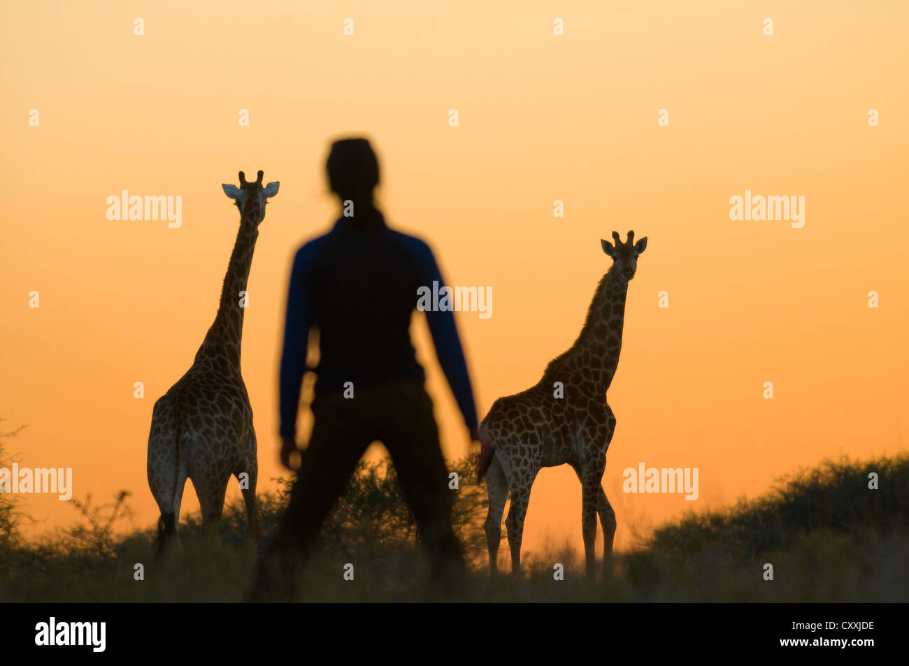 Silhouette einer Frau und Giraffen (Giraffa Plancius), Privatzoo, Limpopo, Südafrika, Afrika Stockfoto