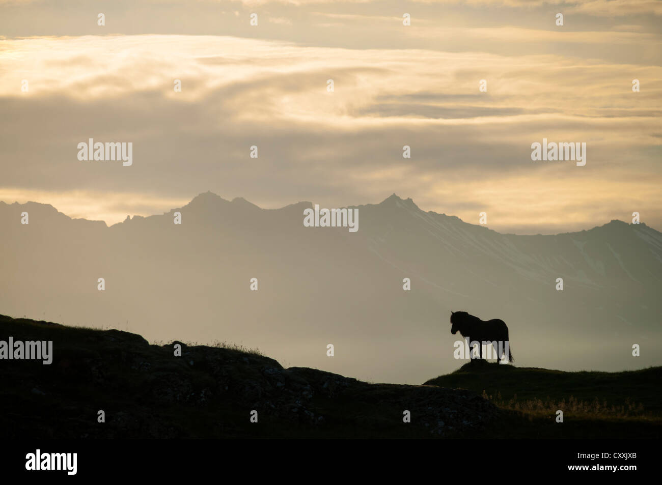 Islandpferd, Kontur, Südost-Küste, Island, Europa Stockfoto