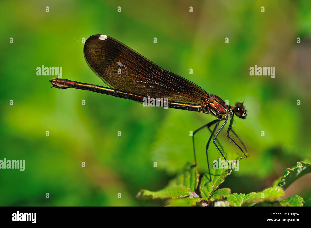 Kupfer demoiselle (calopteryx Haemorrhoidalis), männlich, Camargue, Südfrankreich, Frankreich, Europa Stockfoto