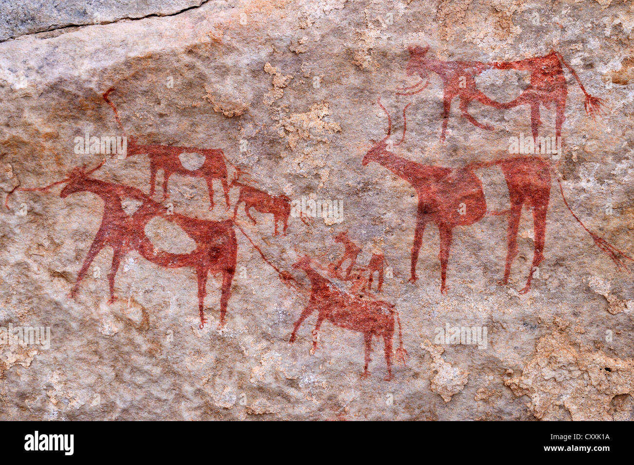 Malte Herde Kühe, neolithischen Felszeichnungen an Tin Meskis, Immidir, Algerien, Sahara, Nordafrika Stockfoto