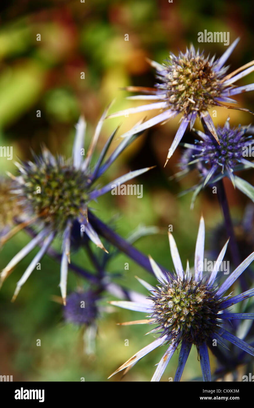 Distel Blumen in voller Blüte Stockfoto