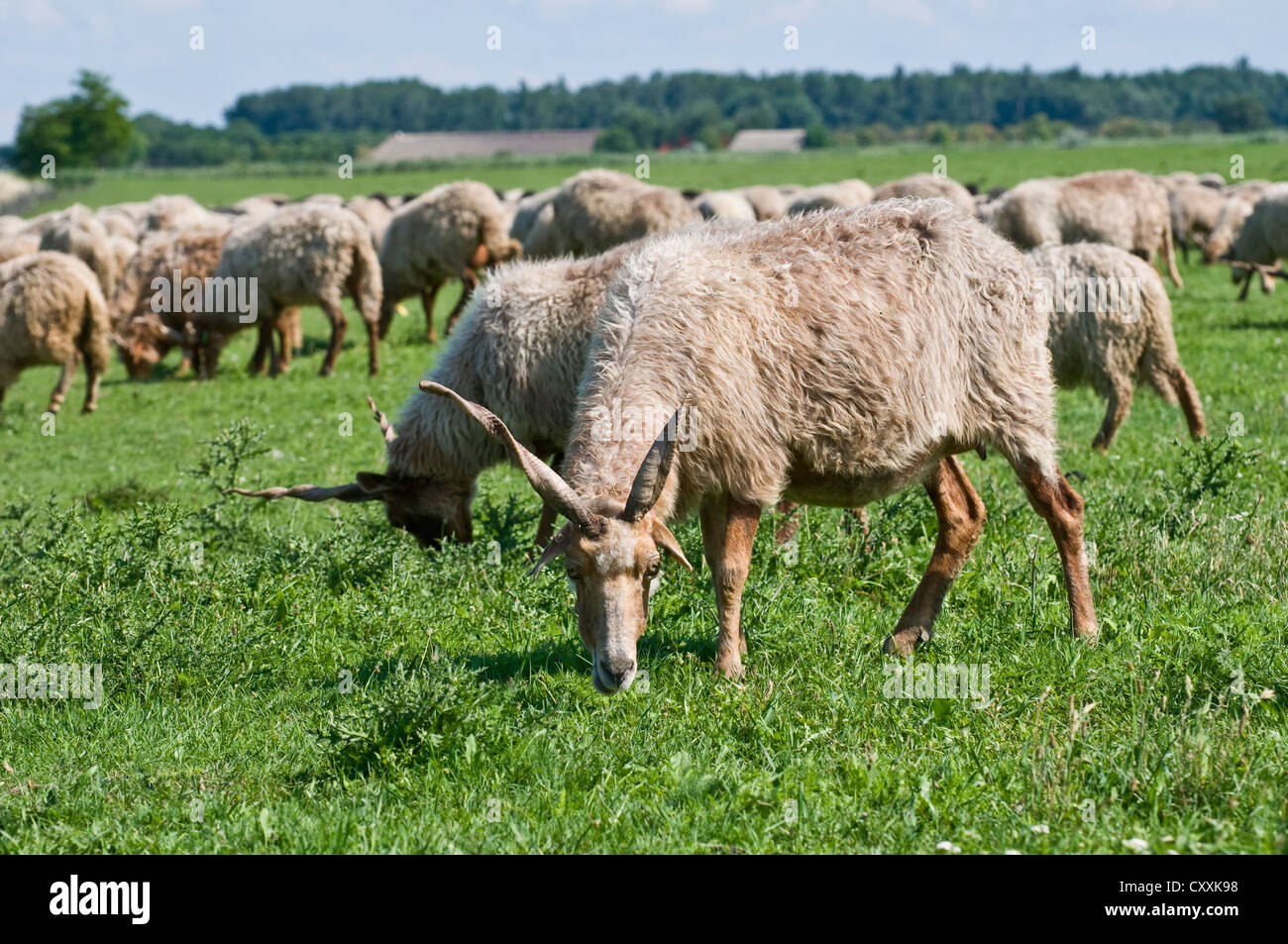 Ungarische Hausschafe, zackel Rasse (Ovis ammon aries), Ungarn, Europa Stockfoto