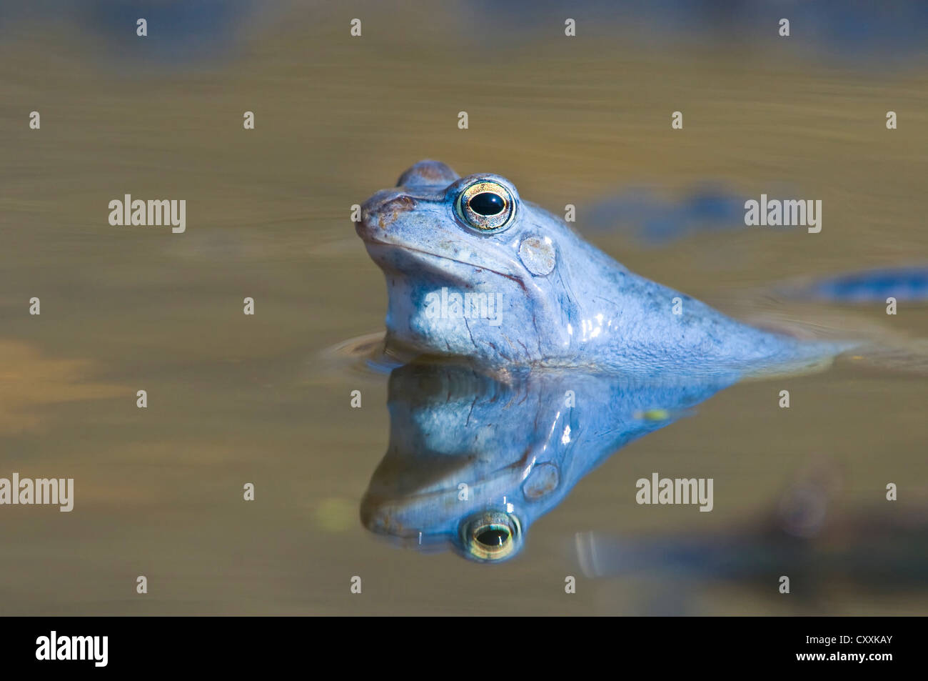 Moorfrosch (rana arvalis), Nationalpark Kalkalpen, Kalkalpen, Oberösterreich, Europa Stockfoto