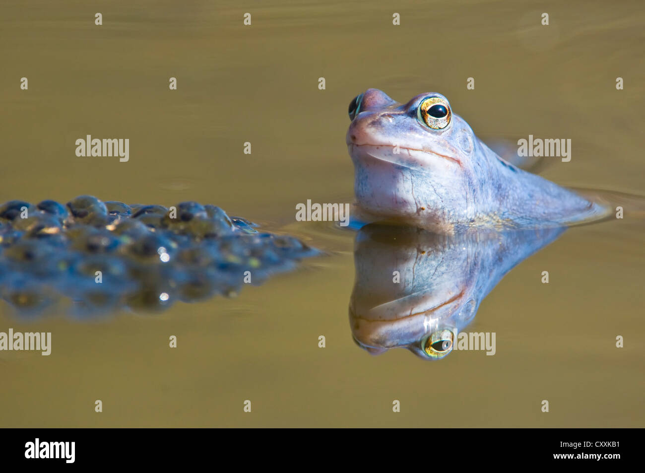Moorfrosch (rana arvalis), spawn, Nationalpark Kalkalpen, Kalkalpen, Oberösterreich, Europa Stockfoto
