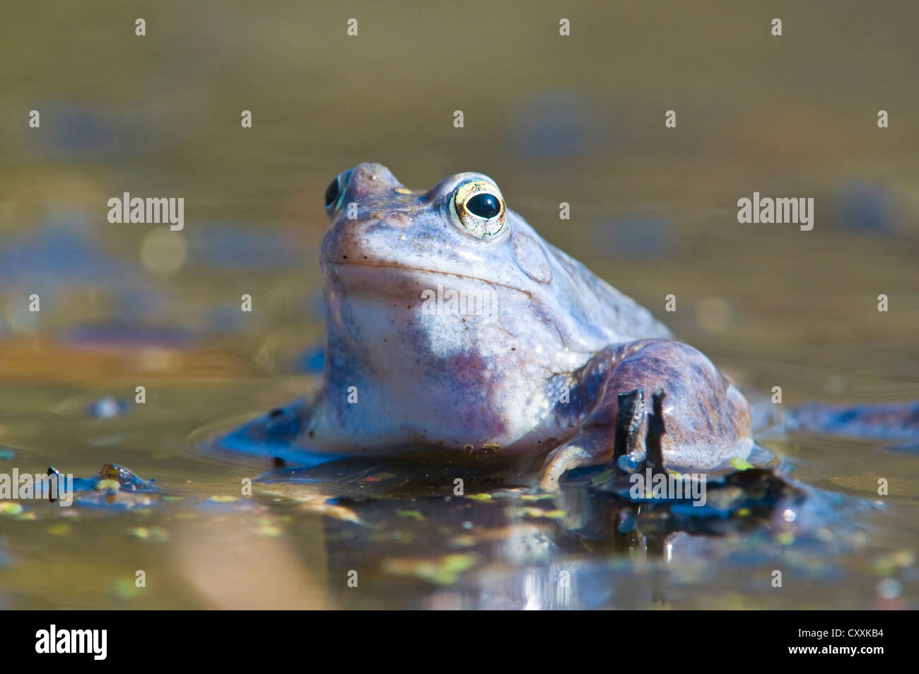 Moorfrosch (rana arvalis), Nationalpark Kalkalpen, Kalkalpen, Oberösterreich, Europa Stockfoto