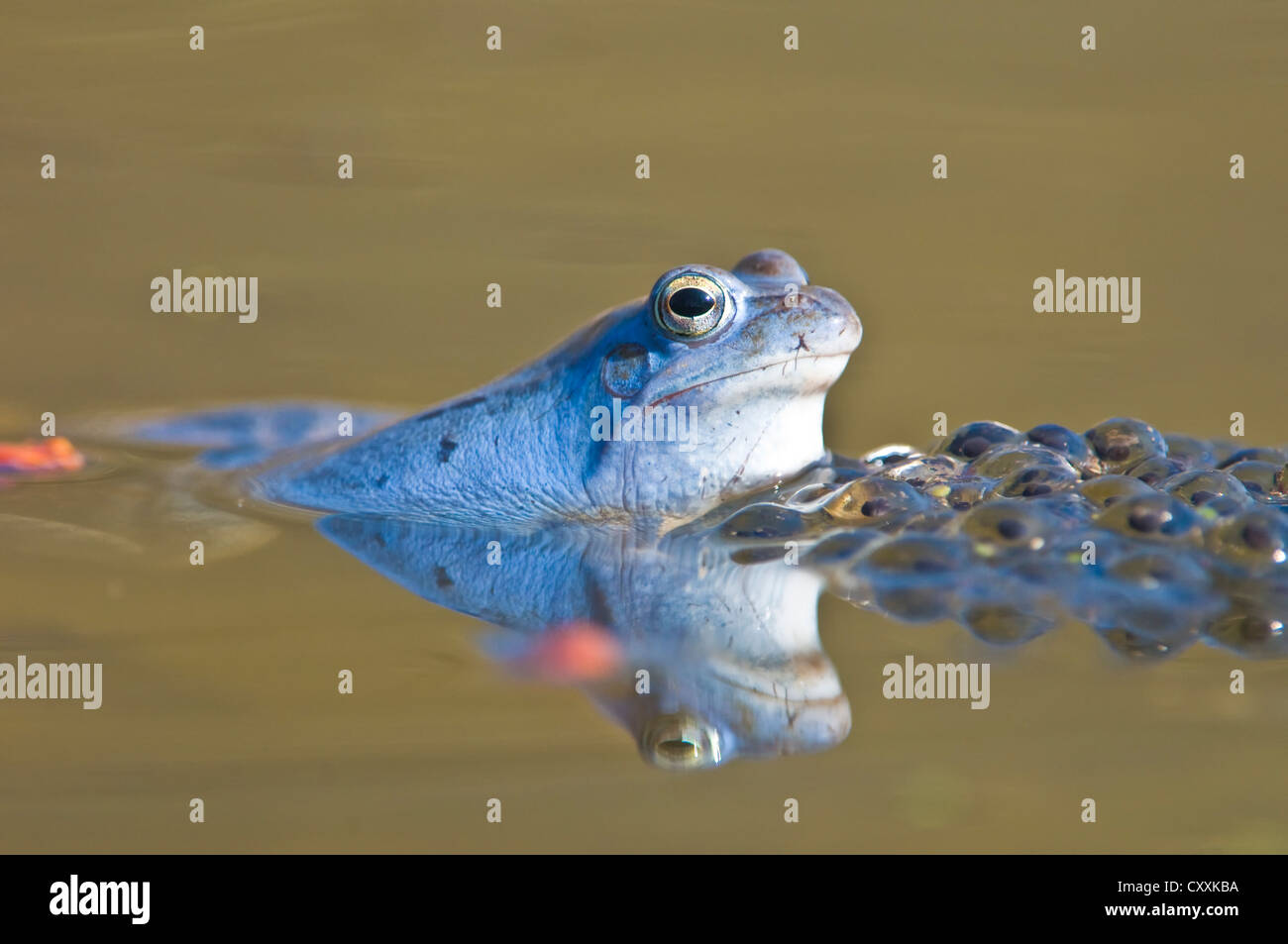 Moorfrosch (rana arvalis), spawn, Nationalpark Kalkalpen, Kalkalpen, Oberösterreich, Europa Stockfoto