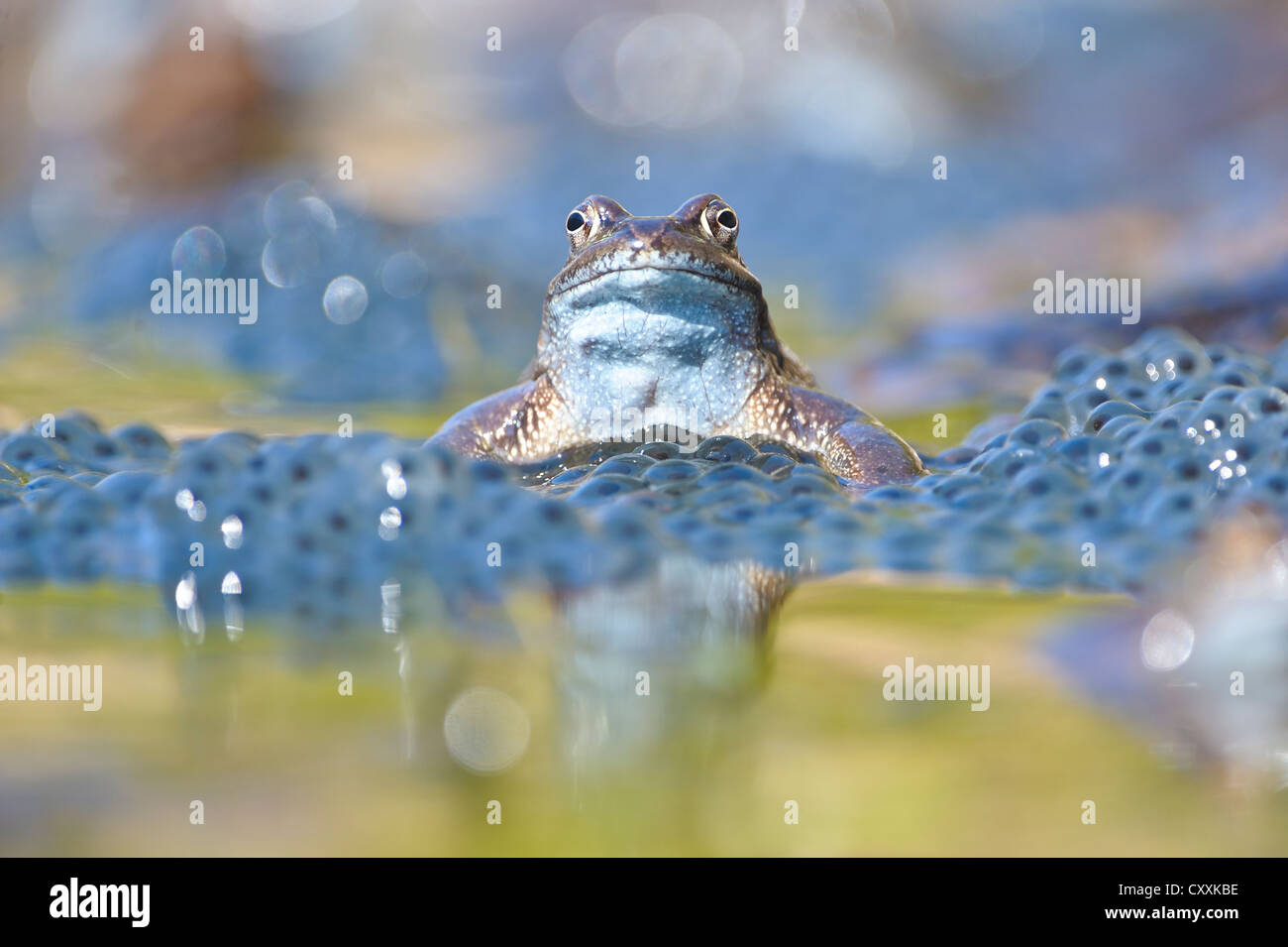 Grasfrosch (Rana temporaria), spawn, kalkalpen, Nationalpark Kalkalpen, Oberösterreich, Österreich, Europa Stockfoto