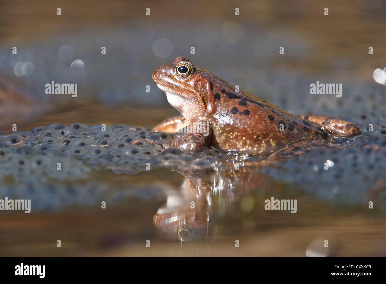 Grasfrosch (Rana temporaria), spawn, kalkalpen, Nationalpark Kalkalpen, Österreich, Europa Stockfoto