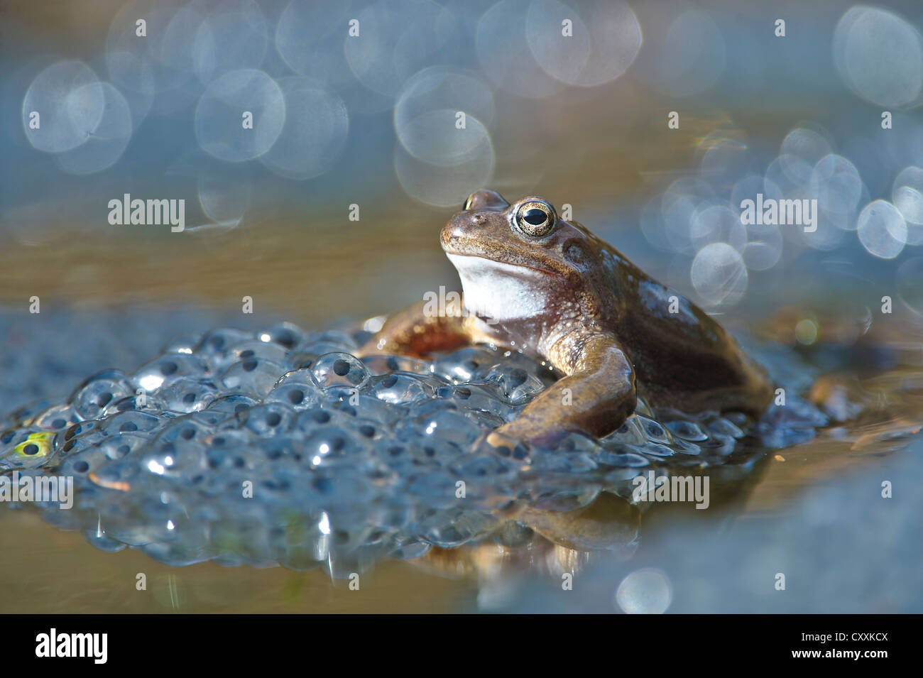 Grasfrosch (Rana Temporaria), Spawn, Kalkalpen, Kalkstein-Alpen-Nationalpark, Oberösterreich, Österreich Stockfoto