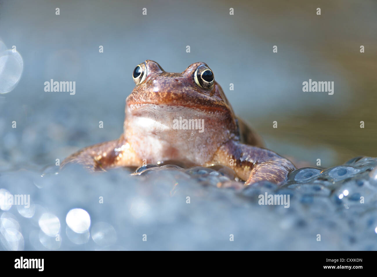Grasfrosch (Rana temporaria), spawn, kalkalpen, Nationalpark Kalkalpen, Oberösterreich, Österreich, Europa Stockfoto