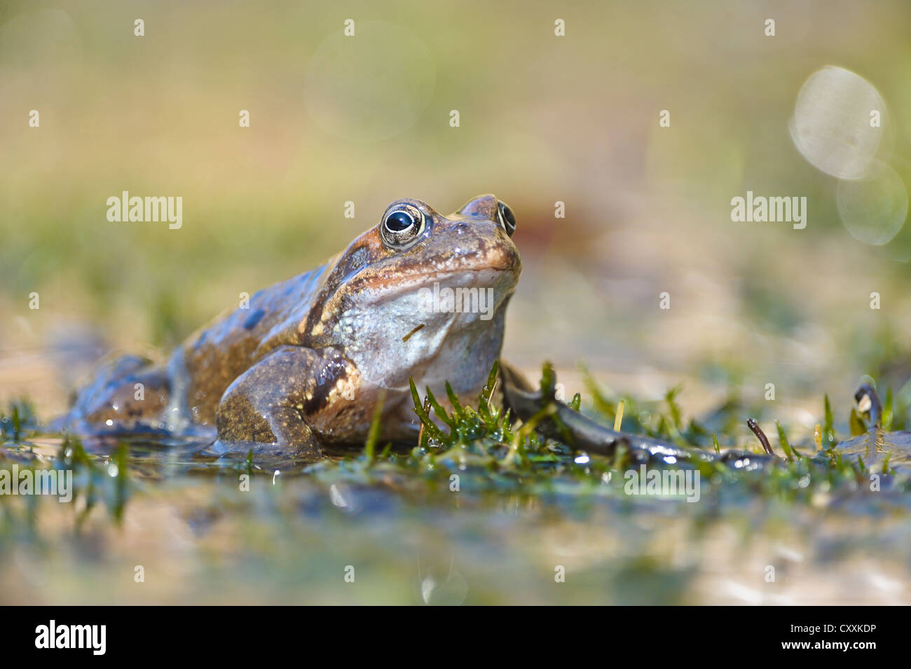 Grasfrosch (Rana temporaria), kalkalpen, Nationalpark Kalkalpen, Oberösterreich, Österreich, Europa Stockfoto