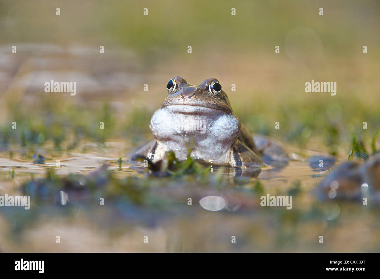 Grasfrosch (Rana temporaria), kalkalpen, Nationalpark Kalkalpen, Oberösterreich, Österreich, Europa Stockfoto