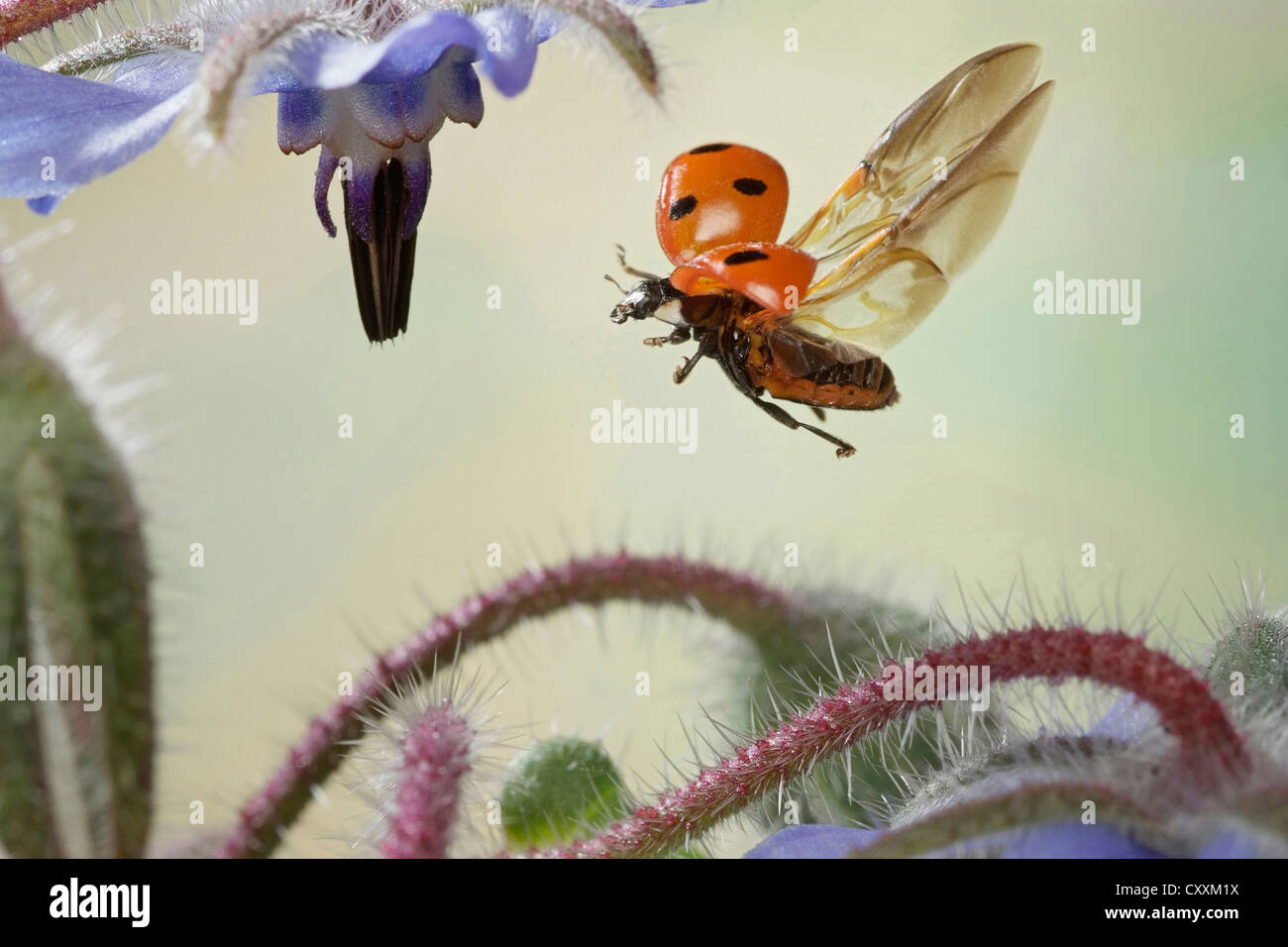 Seven-Spot Ladybird, sieben gefleckten Marienkäfer oder "C-7" (Coccinella Septempunctata), im Flug Stockfoto