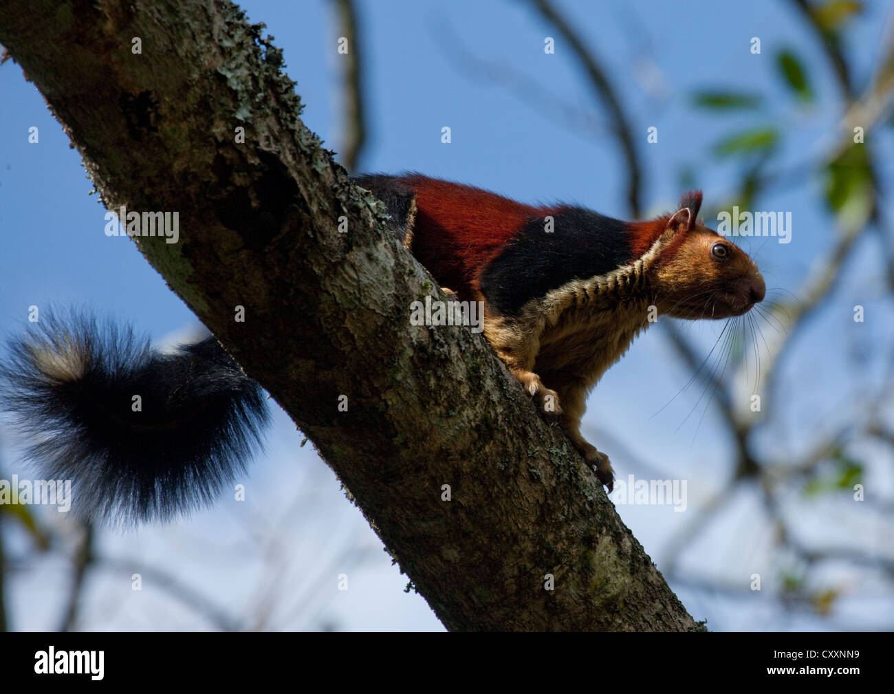 Riesige rote und schwarze Eichhörnchen auf einem Ast, Periyar, Indien Stockfoto