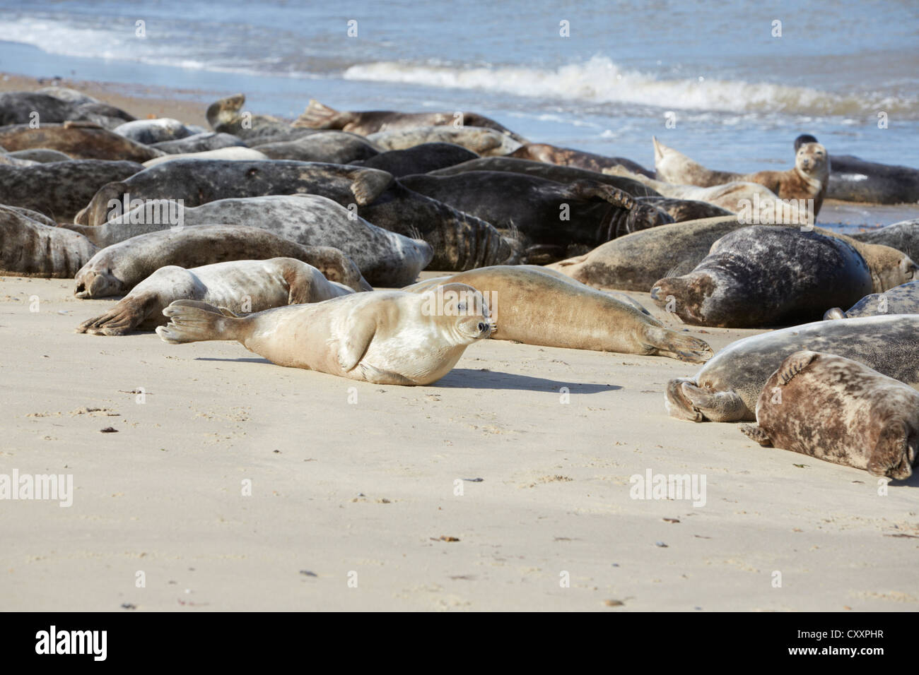 Norfolk Horsey Lücke graue Seehunde sonnen sich am Strand Stockfoto