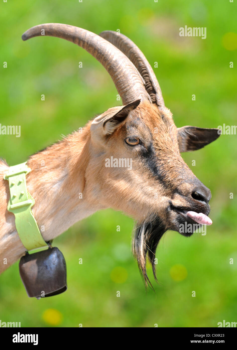 Ziege, Ziegen "Bergziege" wilde Ziege, Ostfrankreich Stockfoto