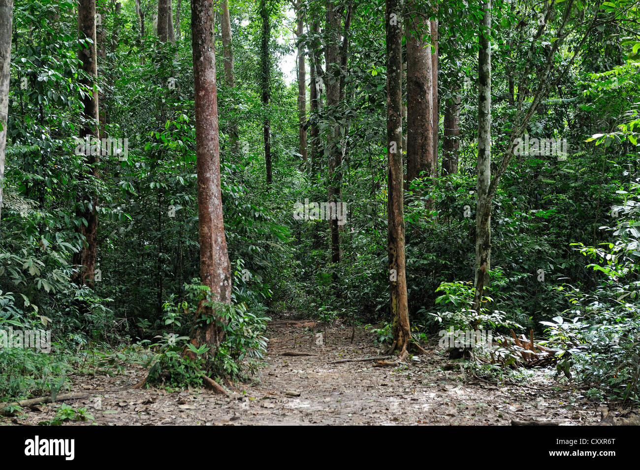 Amazonas-Regenwald, Belem, Bundesstaat Para, Brasilien, Südamerika Stockfoto