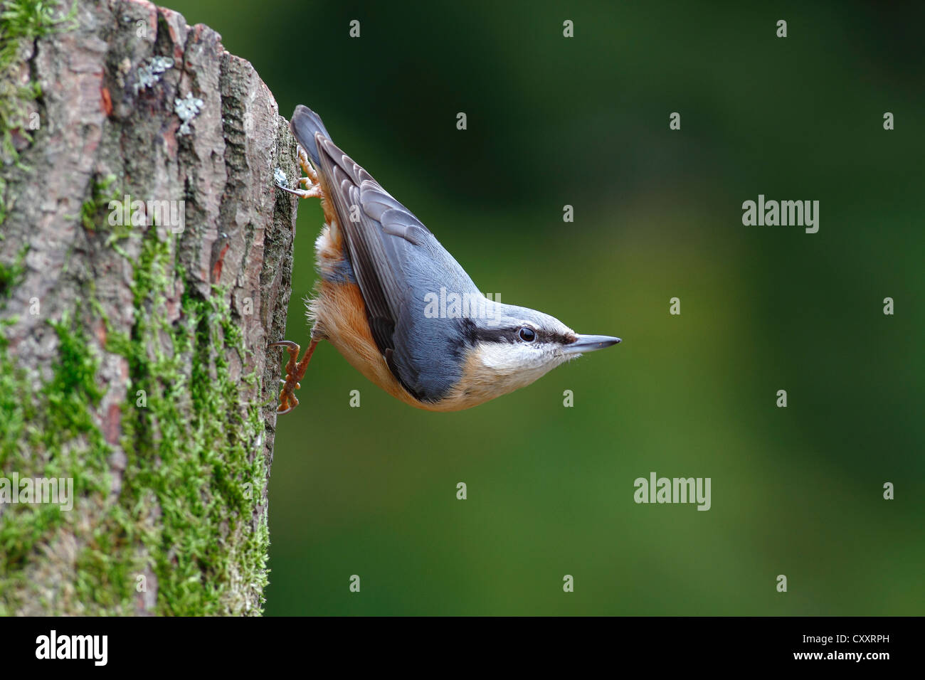 Kleiber (Sitta Europaea) kopfüber aus einem Baumstamm, Neunkirchen im Siegerland, North Rhine-Westphalia Stockfoto