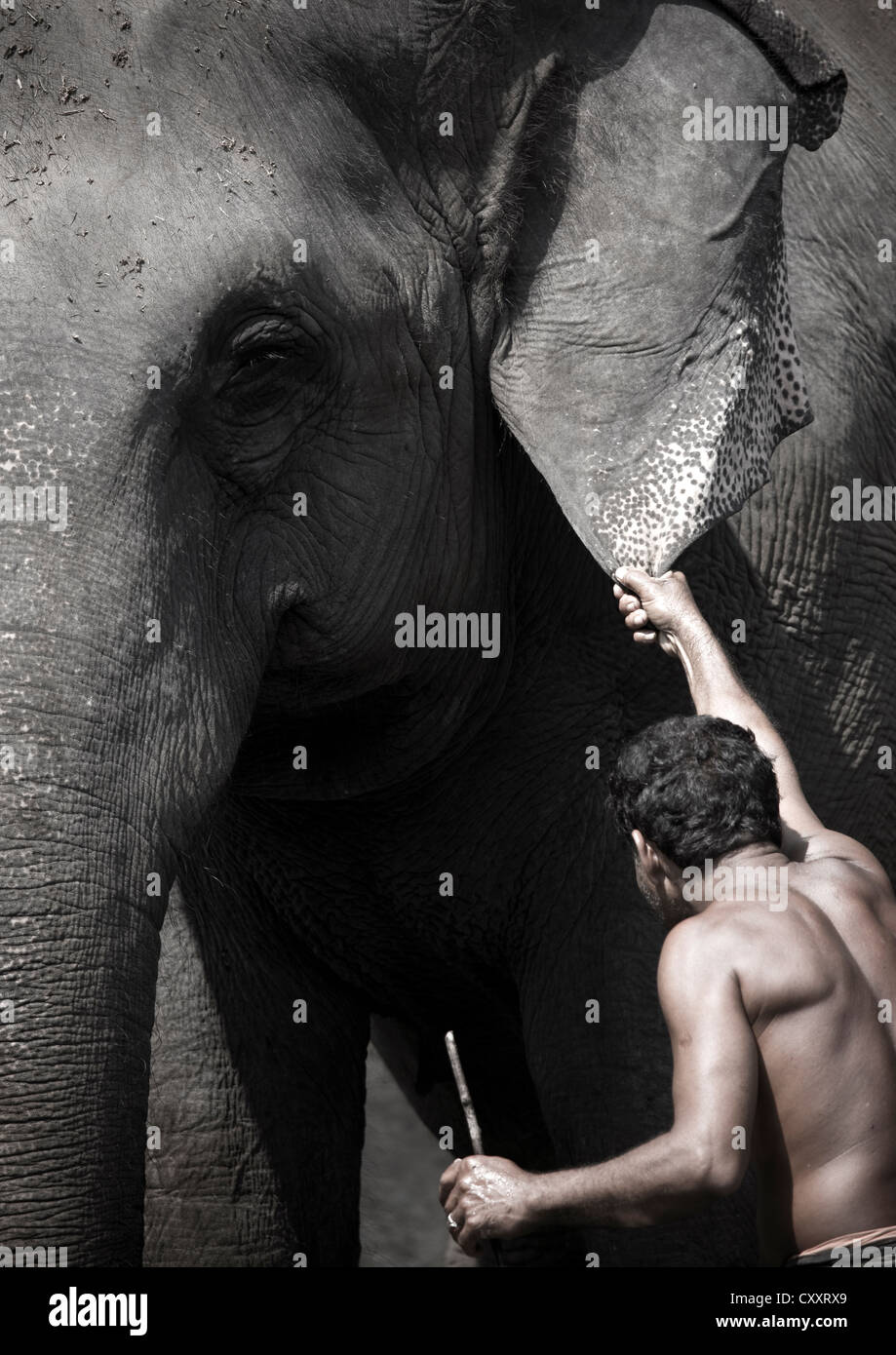 Mann, hält die Elefantenohren während tägliche Badezeit, Kochi, Indien Stockfoto