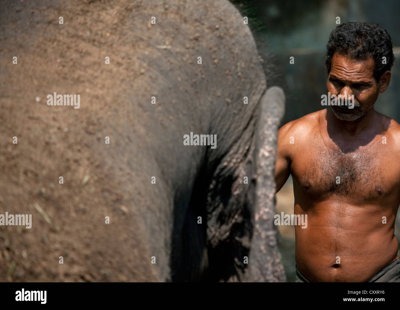 Mann vor einem Elefanten während der Badezeit, Kochi, Indien Stockfoto