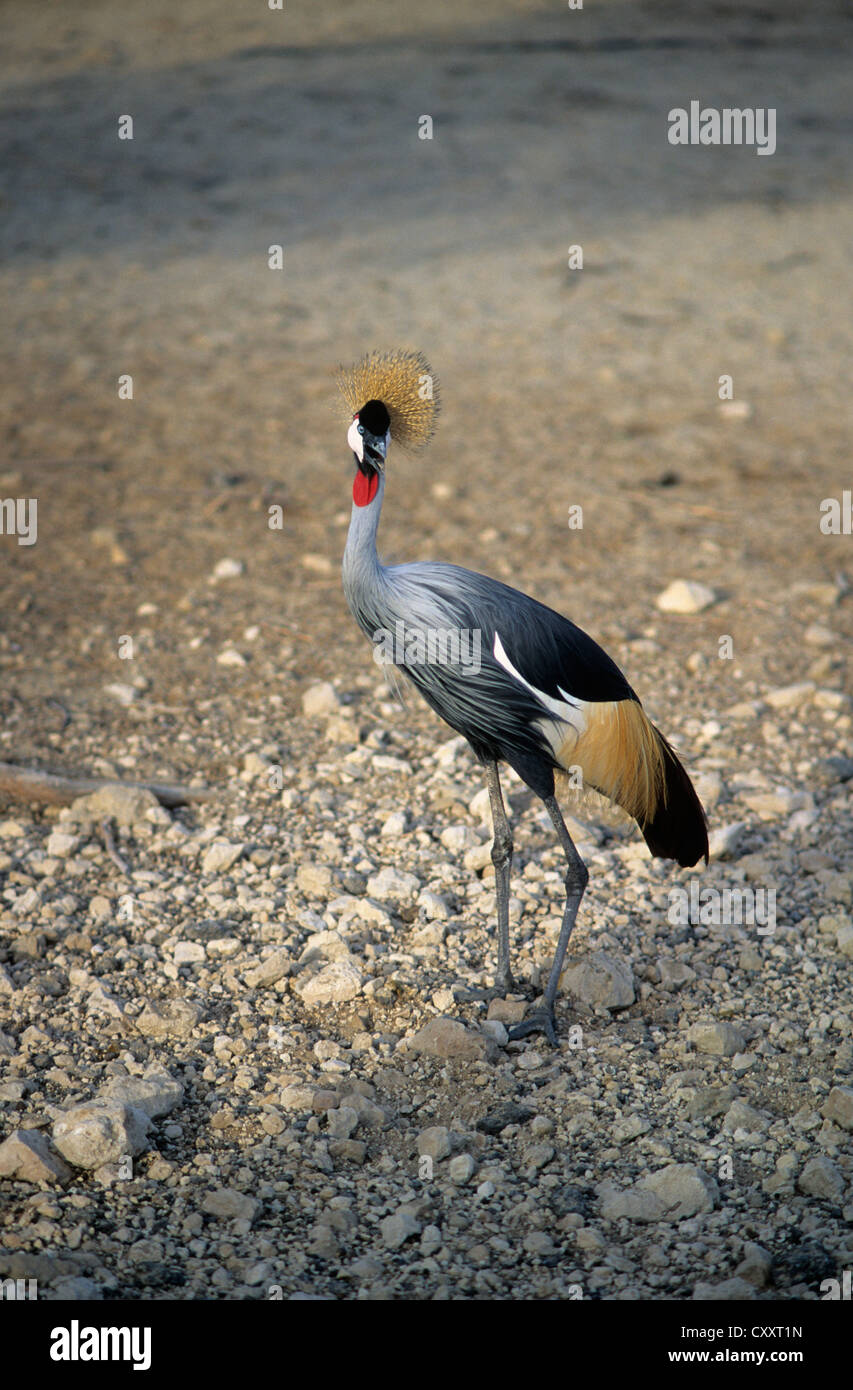 Bahrain, Al-'Areen Wildnisschongebiet Tierwelt aus Arabien und Oversears-gekrönter Kran ausstellen. Stockfoto