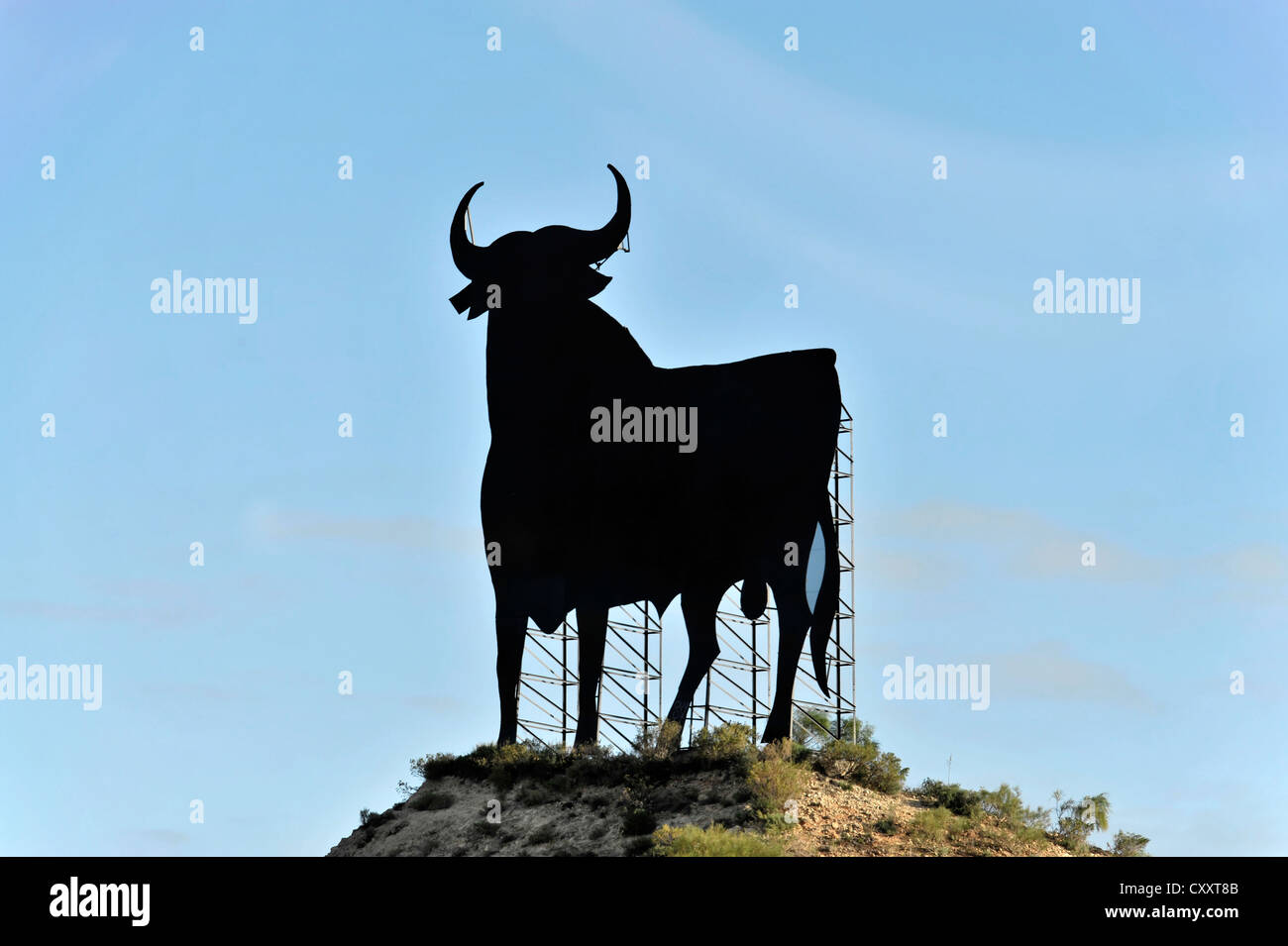 Bull von Jerez Osborne, in der Nähe von Jerez, Andalusien, Spanien, Europa Stockfoto