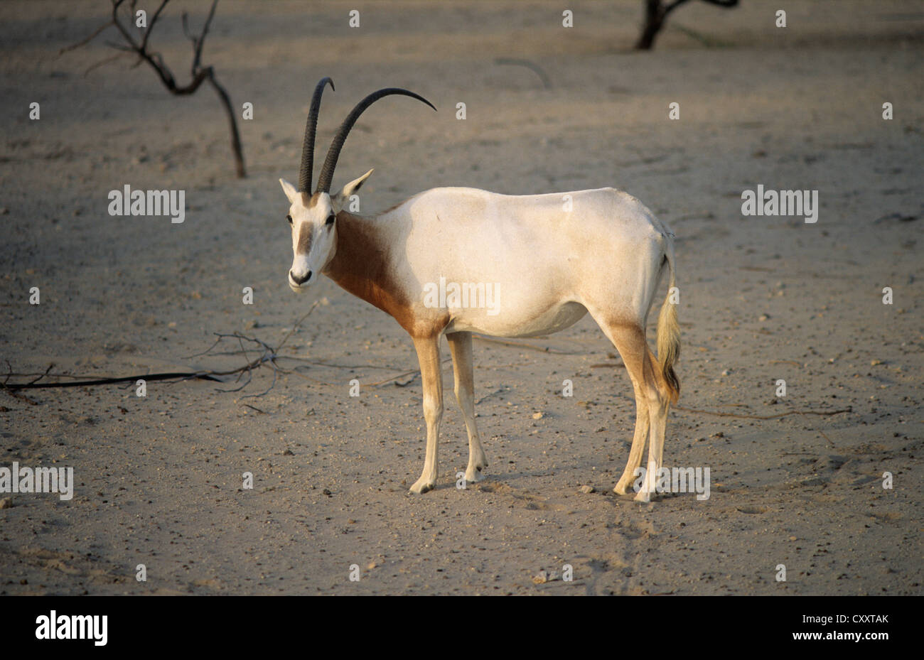 Bahrain, die Al Areen Wildlife Sanktuarios, die arabische Oryx-Antilope. Stockfoto