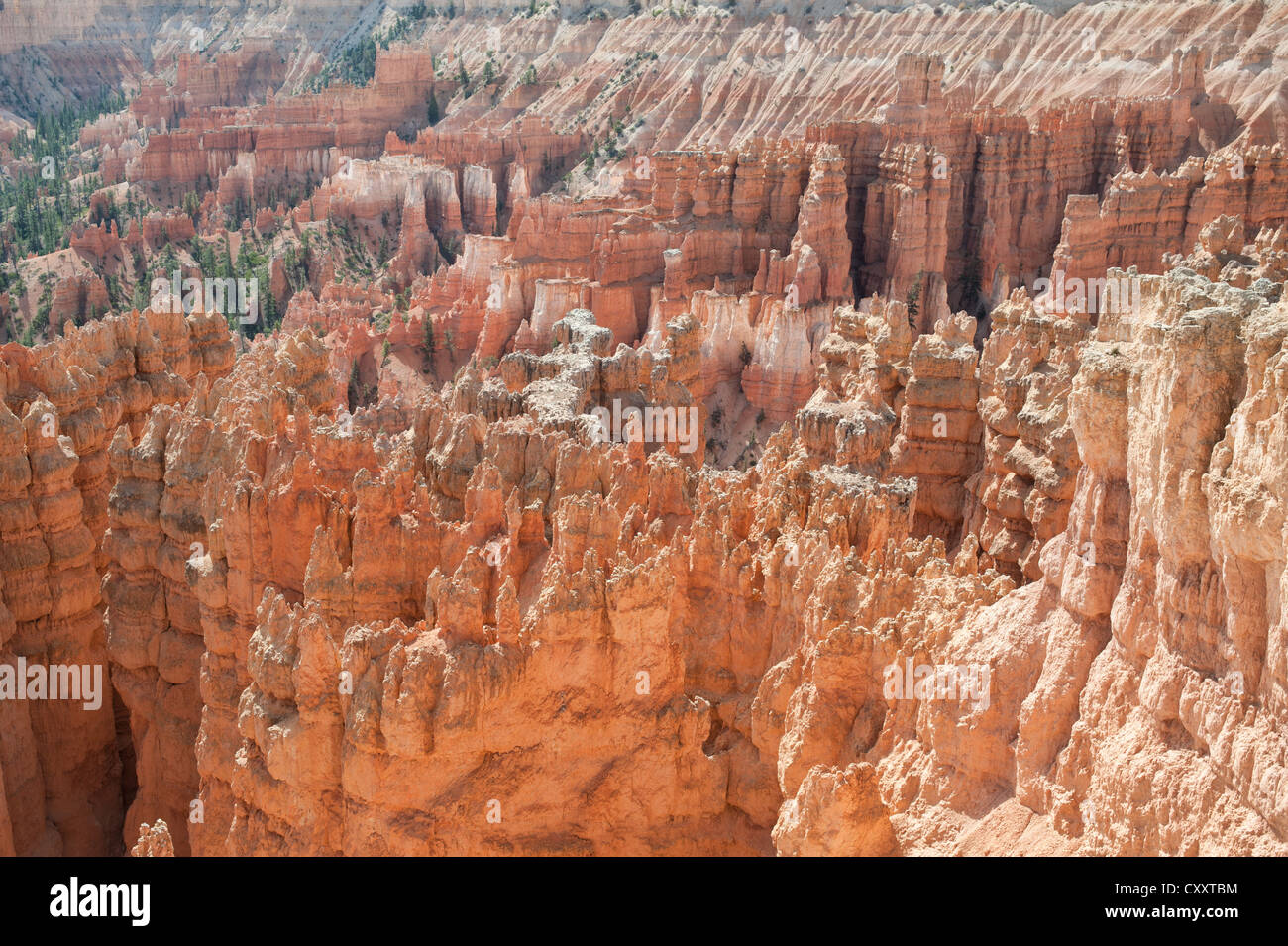 Einzigartigen Felsformationen im Bryce Canyon in Utah, USA gelegen. Stockfoto