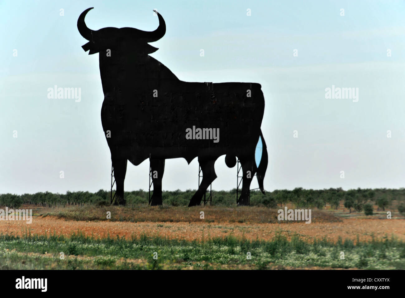 Osborne-Stier, in der Nähe von Carmona, Andalusien, Spanien, Europa Stockfoto