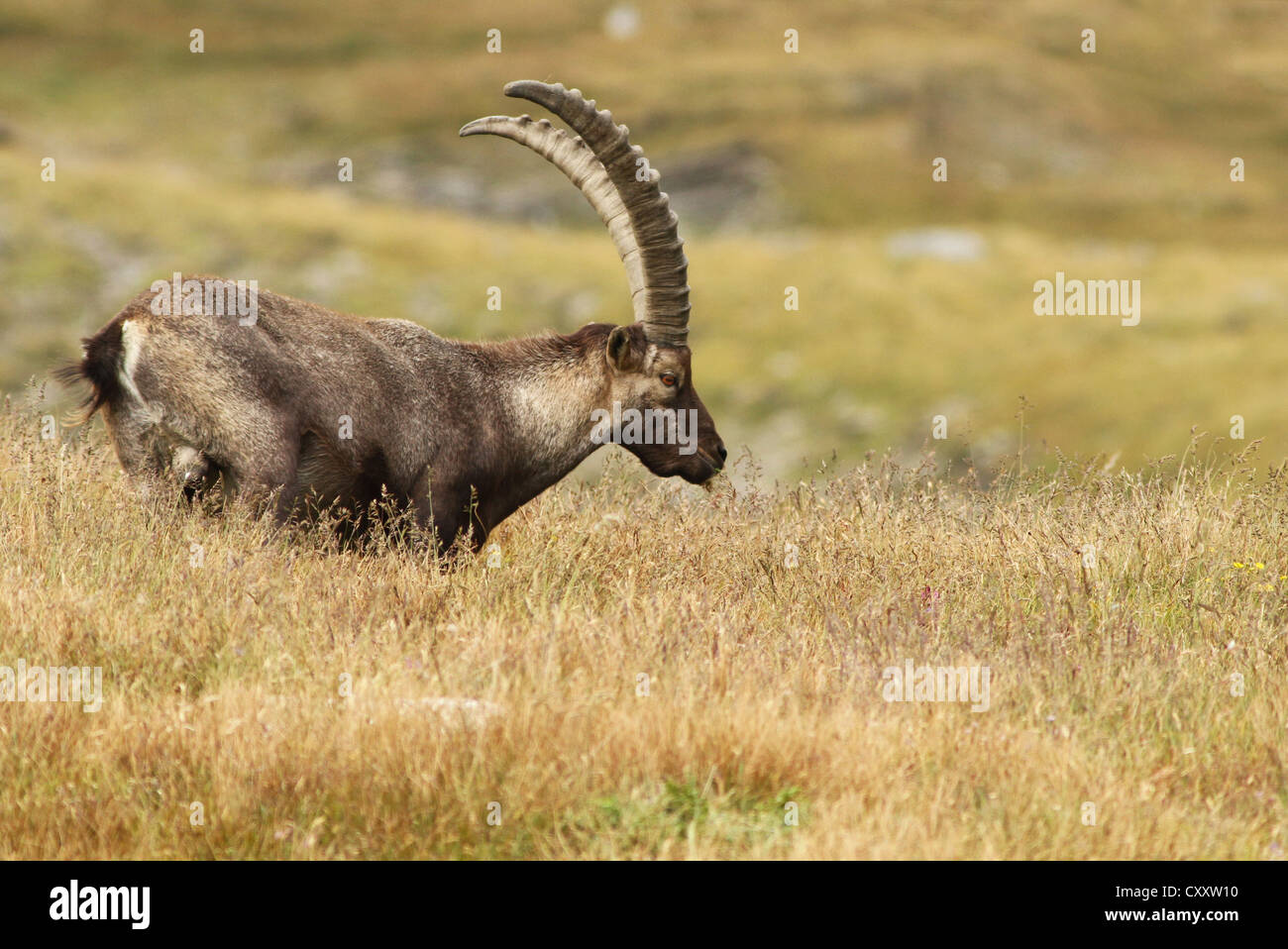 Capra ibex Stockfoto