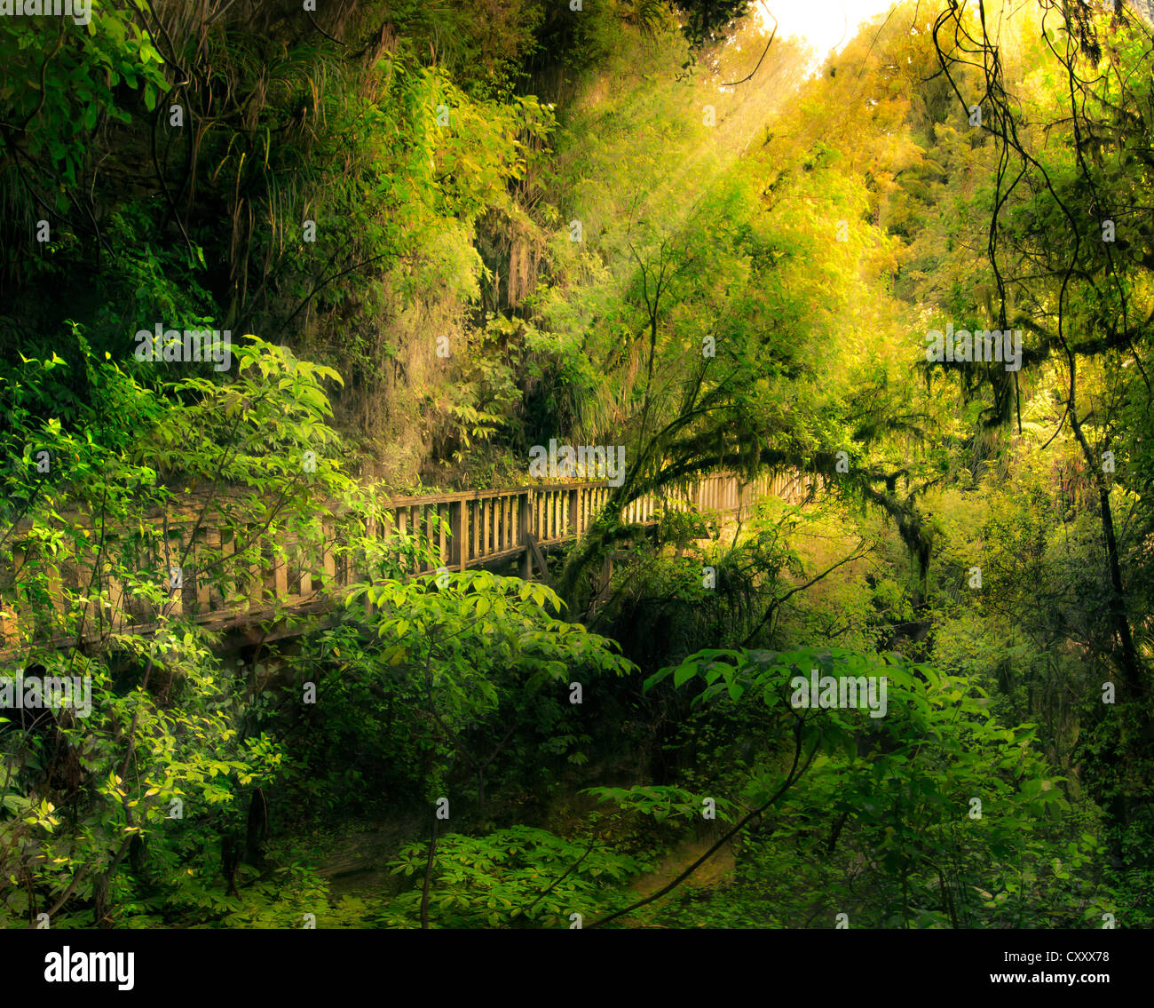 Märchenwald mit einer Holzbrücke, North Island, Neuseeland, komponieren Stockfoto