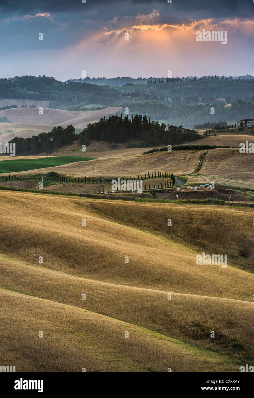 Sanfte Hügel, Kornfelder in der Abenddämmerung, Villamagna, Toskana, Italien, Europa Stockfoto
