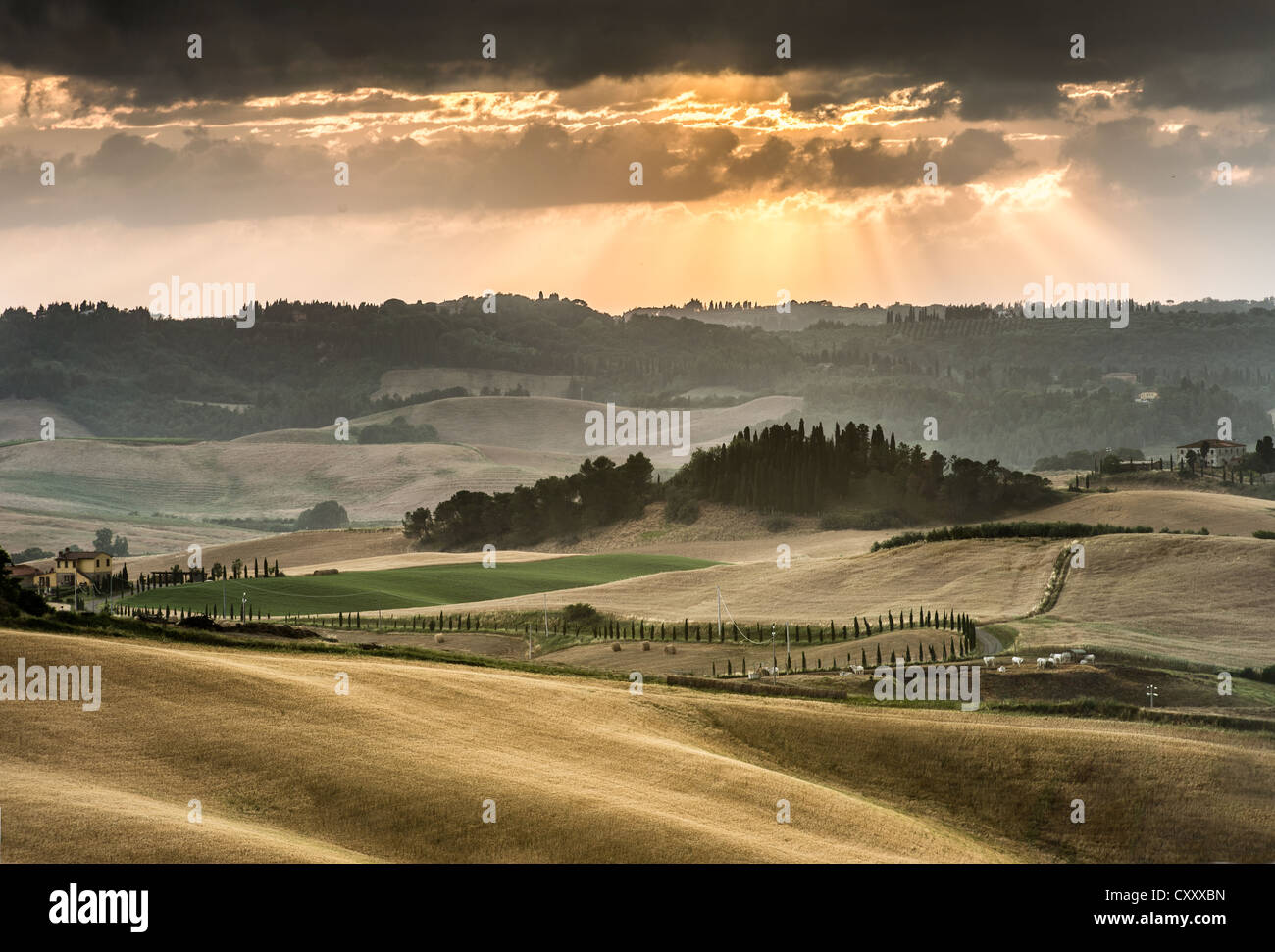 Sanfte Hügel mit dunklen atmosphärische Wolken, Maisfelder in der Abenddämmerung, Villamagna, Toskana, Italien, Europa Stockfoto