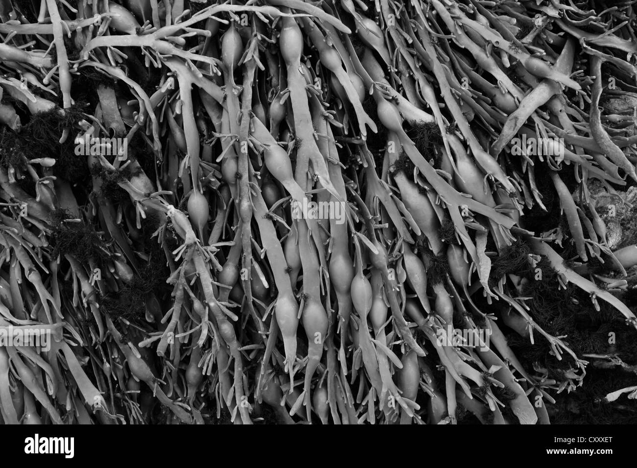 Geknotete Wrack oder Ei Wrack Meeresalgen (Ascophyllum Nodosum) Stockfoto