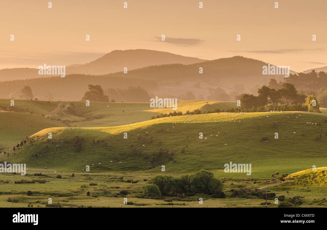 Hügelige Landschaft an der Catlins, Südinsel, Neuseeland, Ozeanien Stockfoto