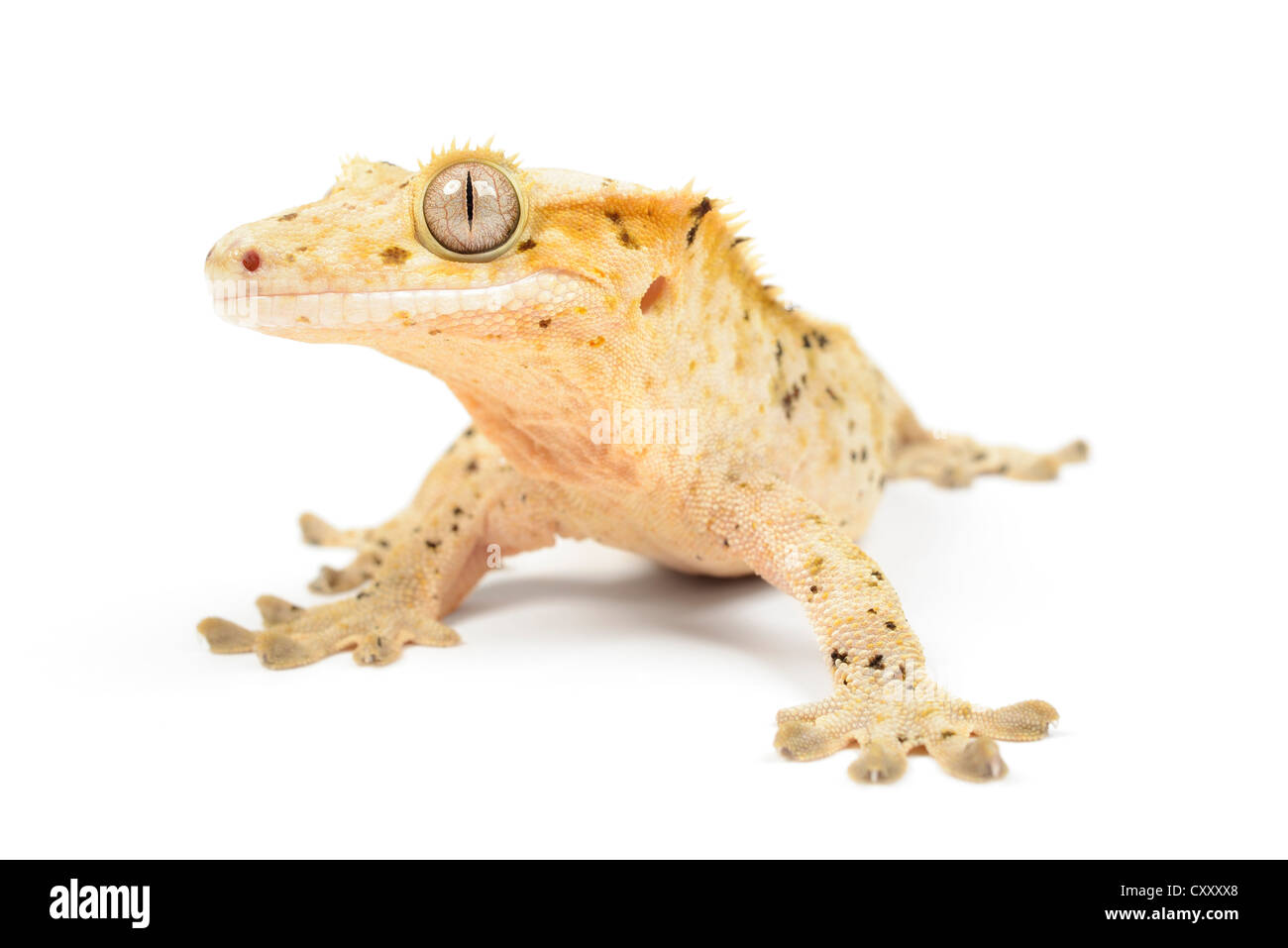 Crested Gecko auf weißem Hintergrund. Stockfoto