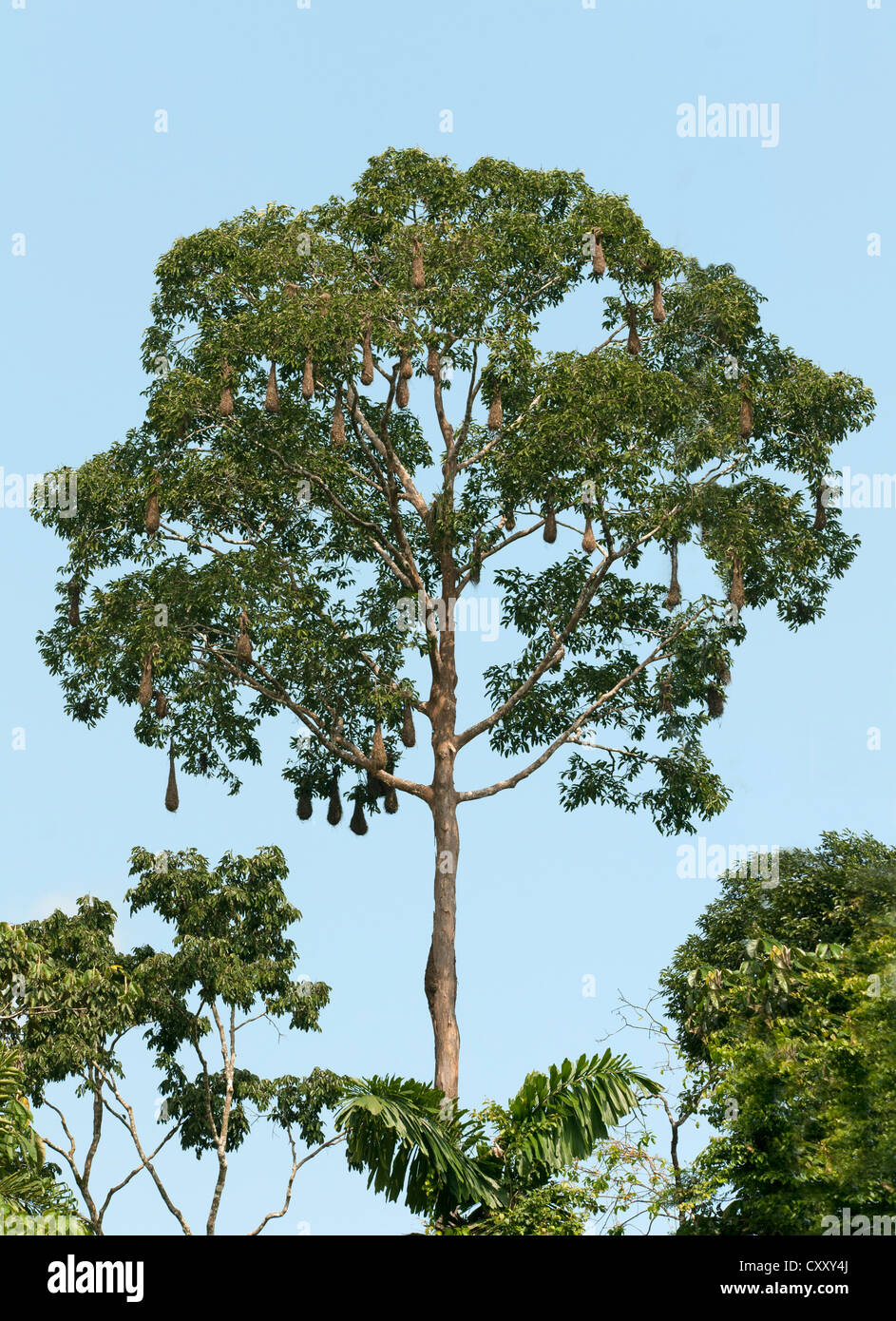 Baumkrone mit langen geflochtenen Korb hängende Nester von einer Kolonie von Montezuma Oropendola (Psarocolius Montezuma), Yasuni-Nationalpark Stockfoto