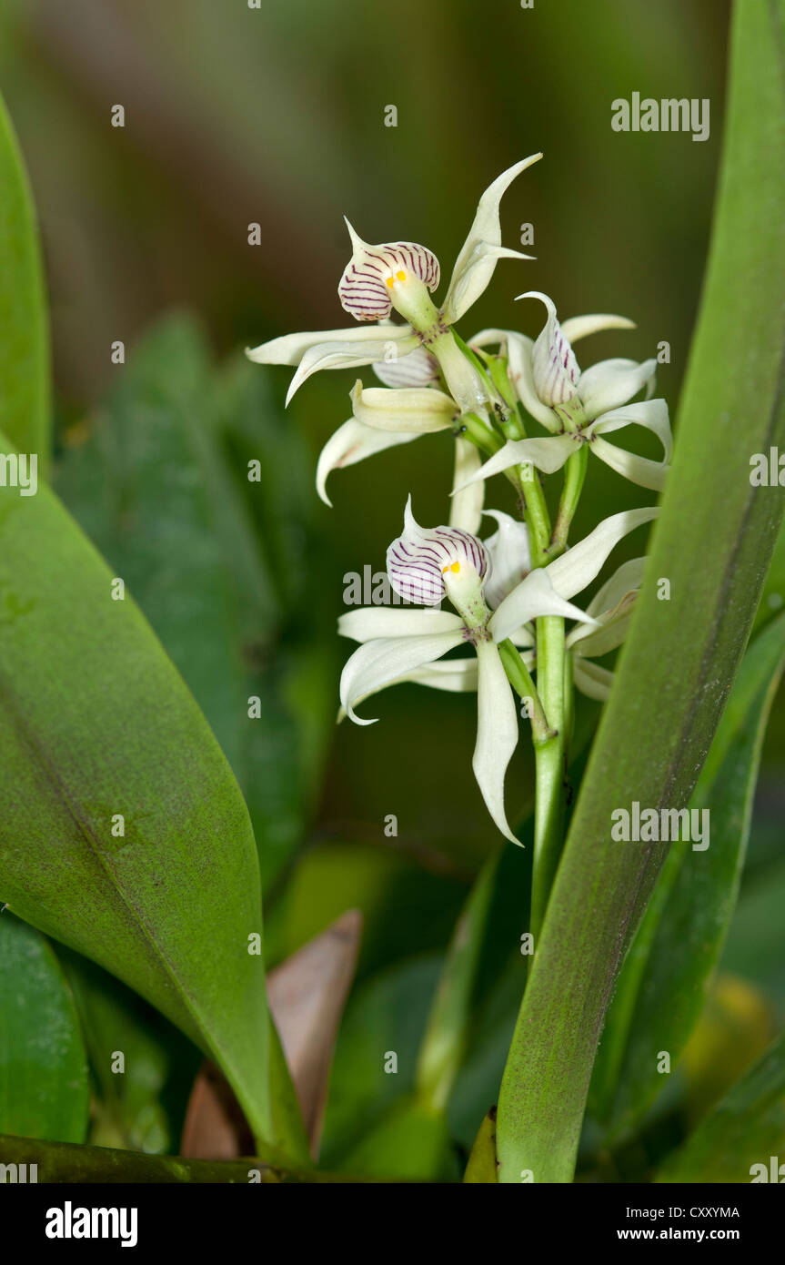 Tropischen Clamshell Orchid (Epidendrum Cochleatum) mit muschelförmigen Lippe im Lebensraum, Verfassung Regenwald Yasuni-Nationalpark Stockfoto