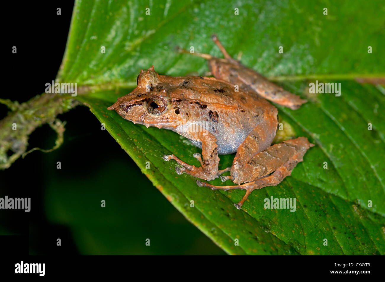 Lang-snouted Räuber Frosch (Pristimantis Appendicularis), Tandayapa Region, Pichincha, Anden, Nebelwald, Ecuador, Südamerika Stockfoto