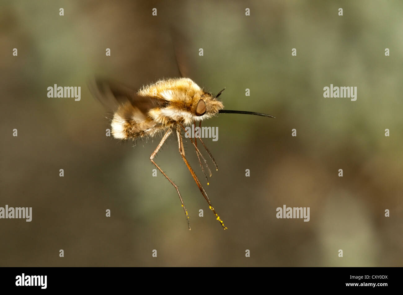 Große Biene Fliege (Bombylius großen), Untergroeningen, Baden-Württemberg Stockfoto