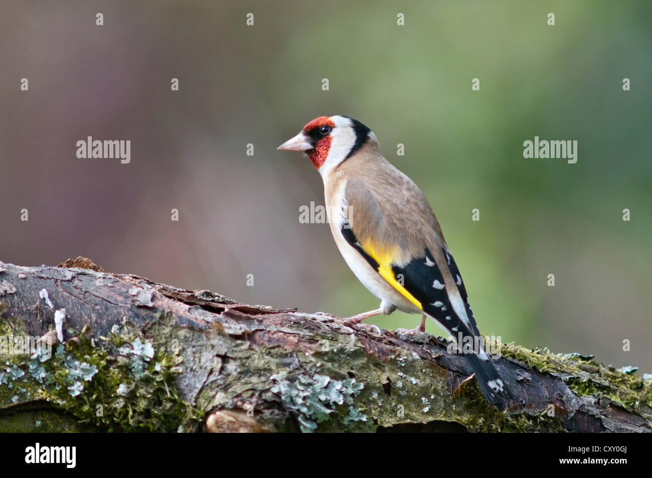 Europäische Stieglitz (Carduelis Carduelis) auf Nahrungssuche in einem Apfelbaum, Untergroeningen, Baden-Württemberg Stockfoto