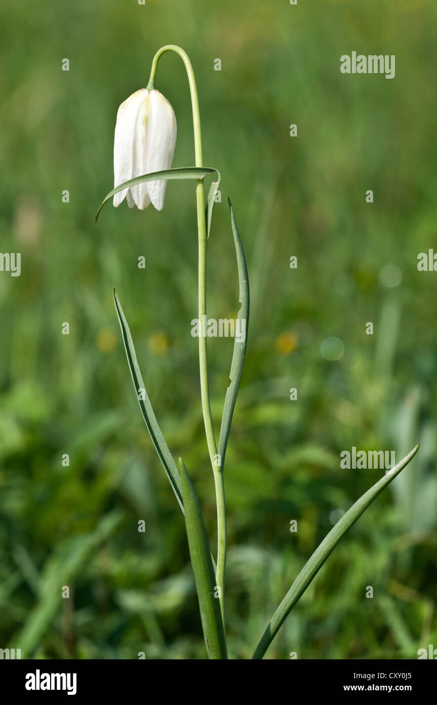 Schlange den Kopf Fritillary oder Schlangenkopf (Fritillaria Meleagris), seltene weiße Variante, Gaildorf, Baden-Württemberg Stockfoto