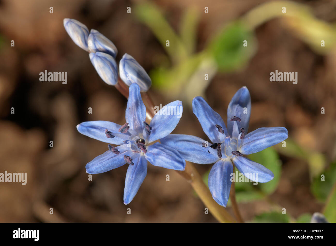 Zweiflügelige Blaustern (Scilla Bifolia), einzelne Blüten, Leinzell, Baden-Württemberg Stockfoto