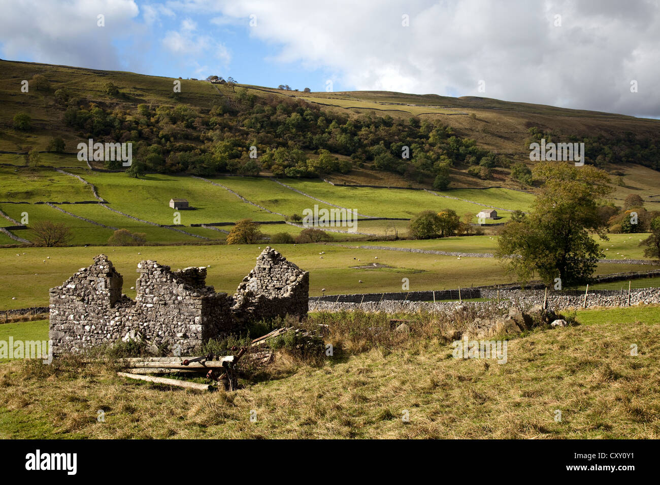 Ruined Stone Barn & Farmlandschaft in der Nähe von Kettlewell, Starbotton, Wharfedale im Herbst, North Yorkshire Dales, Großbritannien Stockfoto