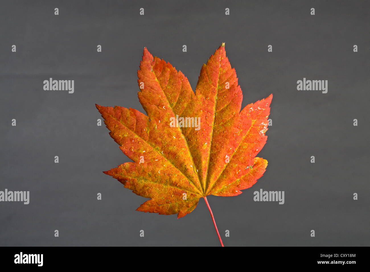 Ein Weinblatt Ahorn Farbwechsel im Herbst Stockfoto