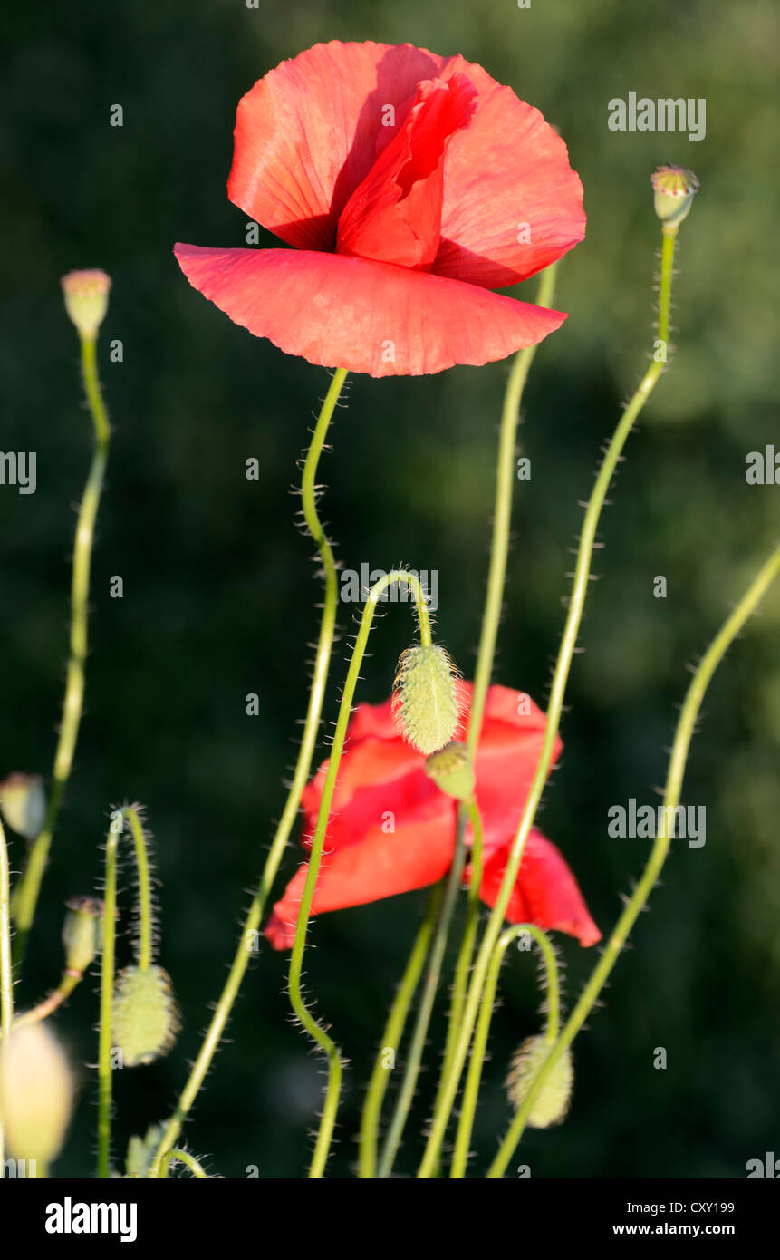Mohn (Papaver Rhoeas), Blüten, Knospen und Samenkapseln Stockfoto