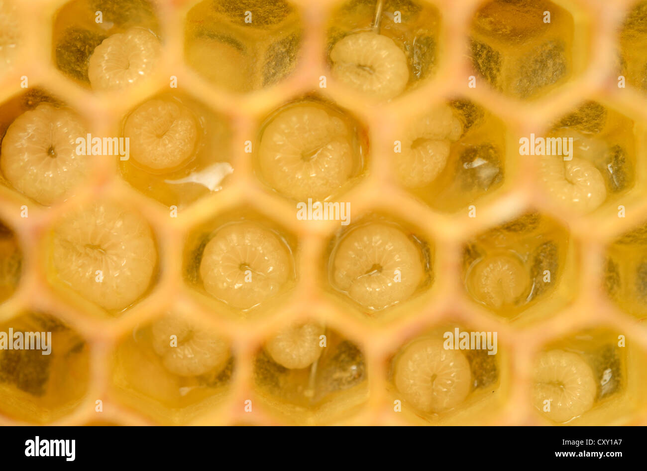 Honig Bienen (Apis Mellifera), Larven, Arbeitsbienen, 5-8 Tage in Wabenzellen Stockfoto