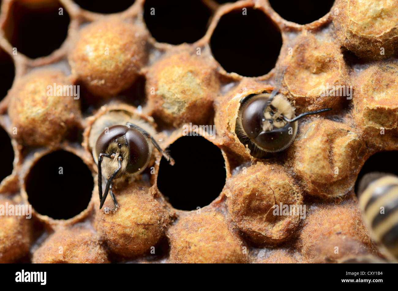 Honig Bienen (Apis Mellifera), Drohnen schlüpfen aus Brutzellen Stockfoto
