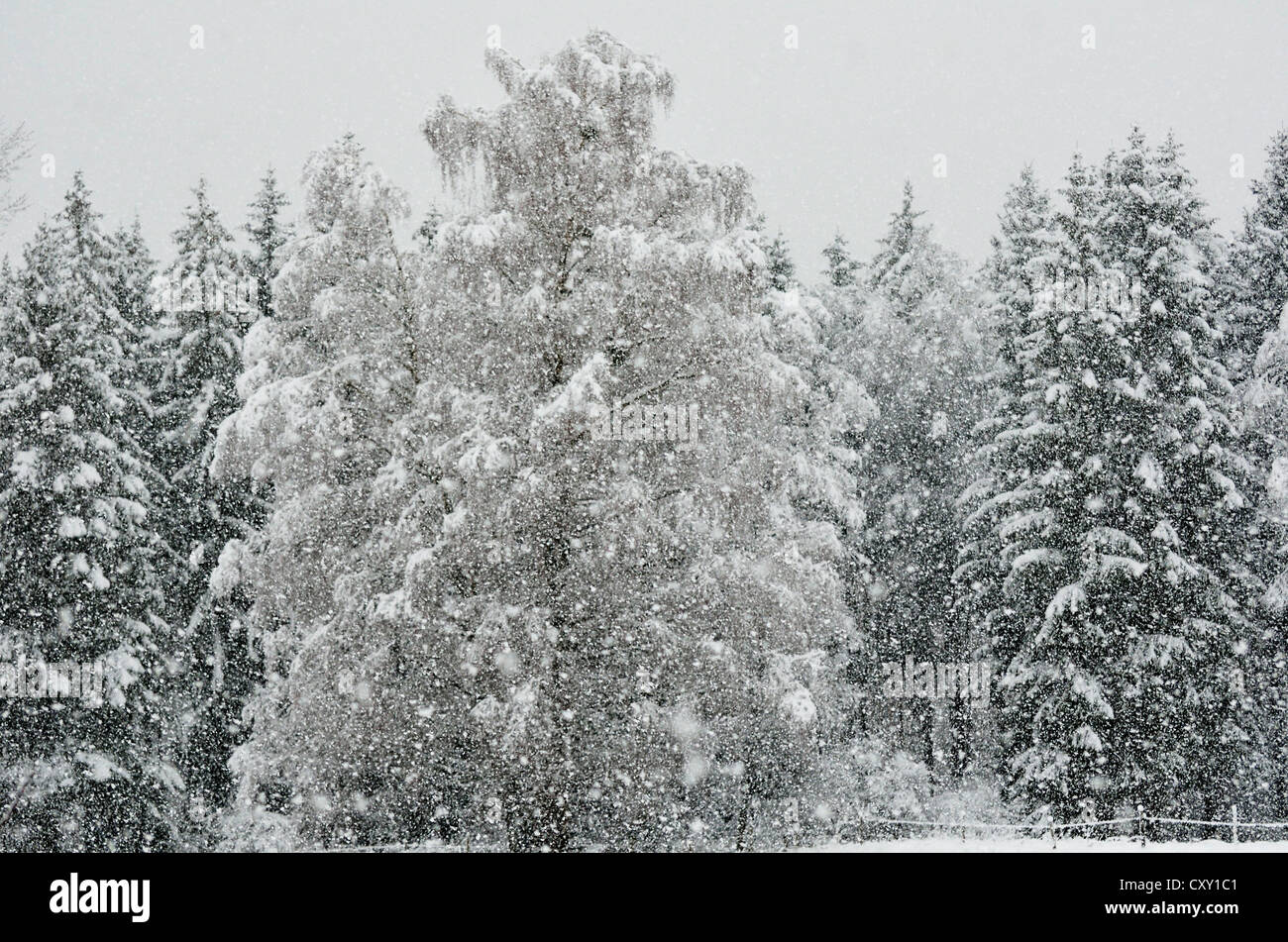 Heftige Schneefälle in gemischten Fichtenwald, gebogen Zweige von einer Birke durch die Schneelast, in der Nähe von Raubling, alpinen Hochland, Bayern Stockfoto